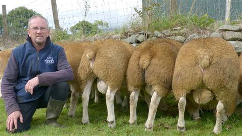 Texel Tup Breeder Works Towards Forage Only System Farmers Weekly