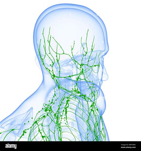 Lymphatic System Head Neck Drawing Stock Photo 67545457 Alamy
