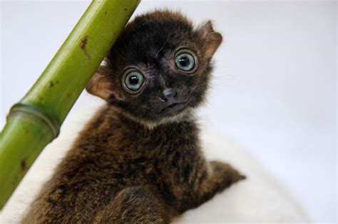 10 Super Cute Lemur Species Viewkick