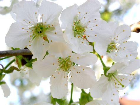 Gambar Bunga Sakura Putih Pickini