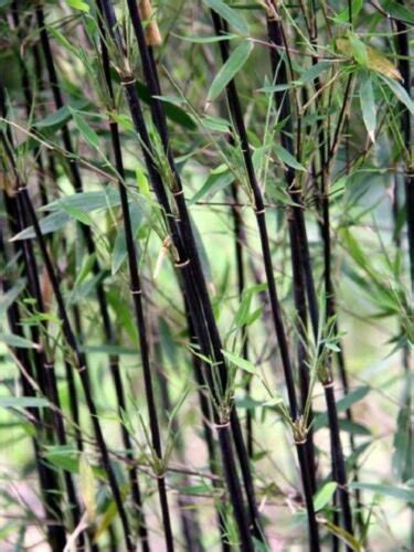 50 Fargesia Jiuzhaigou Deep Purple Bamboo Seeds Privacy Seed Garden