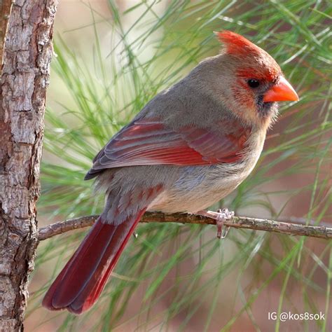 Female Cardinal In Garner Nc Birding