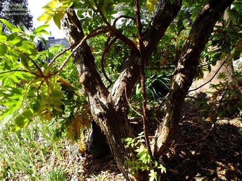 Plantfiles Pictures Hagenia Species African Redwood East African