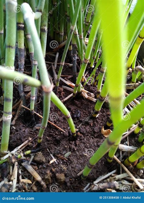 Types Of Water Bamboo Plants Stock Photo Image Of Lawn Vegetable