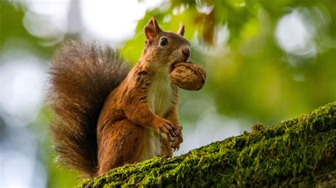 Brown White Squirrel With Nut In Mouth Standing On Algae Covered Tree