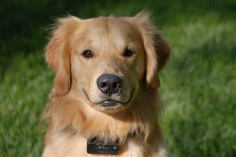 These dogs have been raised as family pets when young, but then have had to survive on the streets as young adults. Golden Retriever Rescue Indiana | PETSIDI