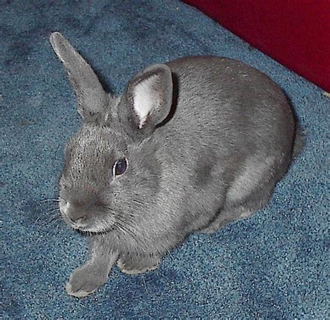 Polish Rabbit Care Sheet Here Bunny