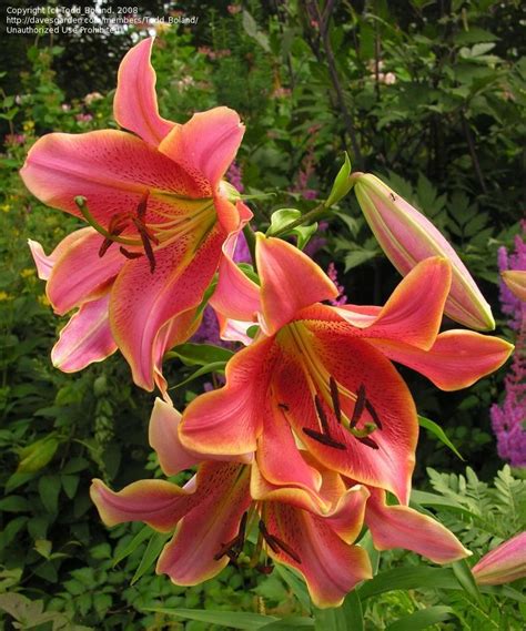 Picture Of Oriental Trumpet Lily Red Hot Lilium Flowers And