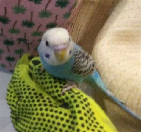 Indoor Aqua Parakeetbudgie Pickup Available Unknown Sex