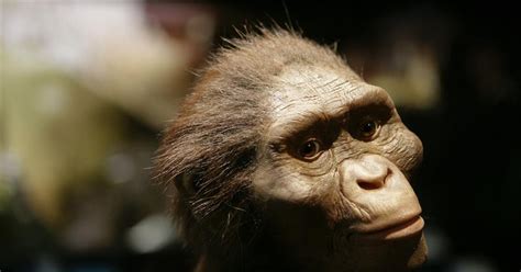 Lucy La Australopithecus Más Famosa Del Mundo