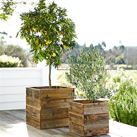 Growing Citrus Trees In Pots The Tree Center