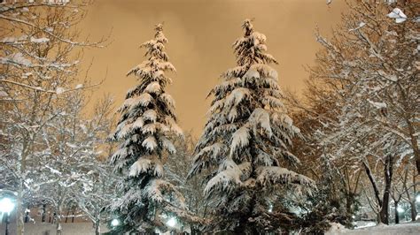 Wallpaper Park Fir Trees Snow Light Lamp Sky Heavy Clouds