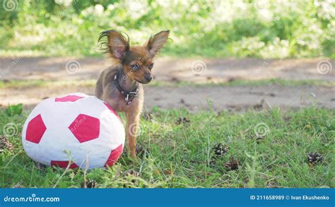 Dog Makes Humping Funny Sex With A Toy Stock Image Image Of Alone