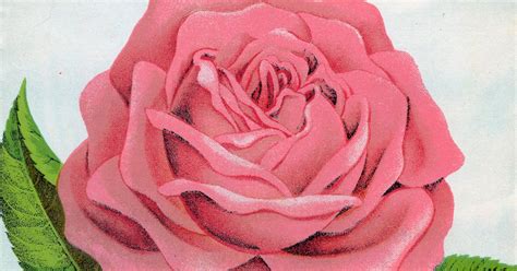 Antique Images Free Rose Graphic Botanical Illustration Of Pink Rose