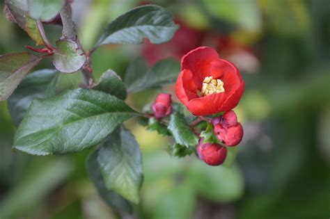 Surely it is easy right? Chaenomeles Flowering Quince | Chaenomeles, Flowers, Plants