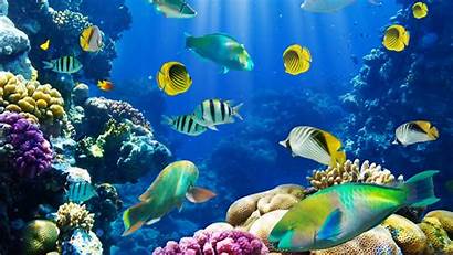 Underwater Tropical Fish Ocean Sea Sealife Wallpaperup