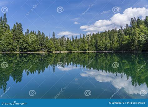 Mountain Lake Surrounded By Dense Coniferous And Beech Forest
