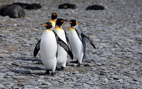 Sunbathing Cute Penguins 2021 Antarctica Hd Wallpaper Peakpx