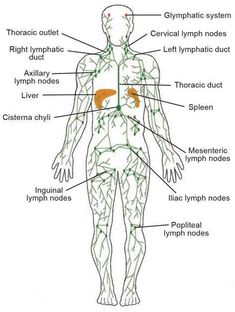 Lymph Nodes Body Chart