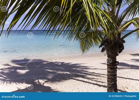 Coconut Trees In Mauritius Island Stock Image Image Of Ocean Tropics