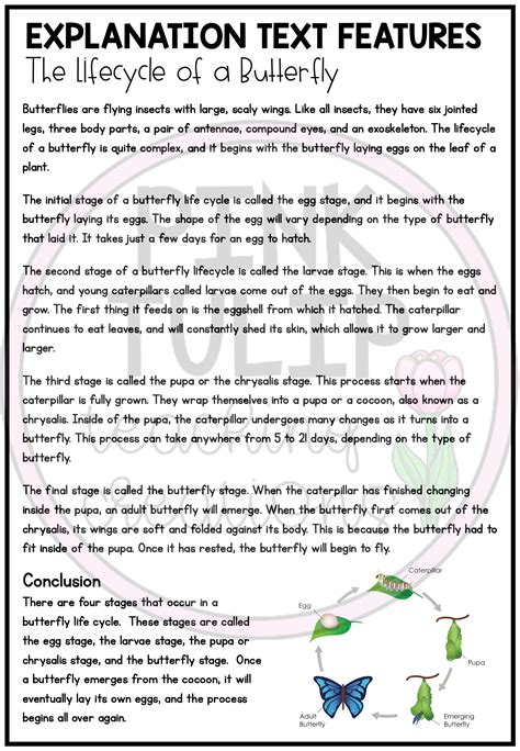 Explanation Text The Lifecycle Of A Butterfly Explanation Writing