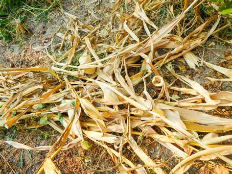 Dry Corn Stalks On The Ground Autumn Harvest Stock Image Image Of