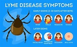 How Ticks Spread Lyme Disease