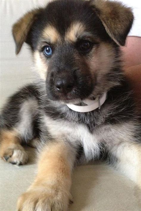 How To Train A German Shepherd Husky Mix Puppy Coenshiffler