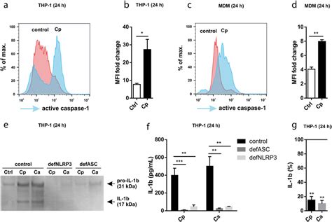 C Parapsilosis Activates The Nlrp3 Inflammasome Ad Thp 1