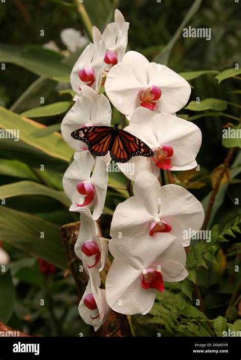 Moth Orchid Phalaenopsis Hybrid Cultivar Orchidaceae And Monarch