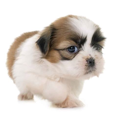 It can be hard to find the right food for your shih tzu because there are so many brands and offers available. 🦴 Best Dog & Puppy Food for Shih Tzu in 2021 🦴 GoodPuppyFood