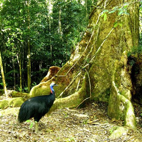 Discovery Tours Australia On Instagram “great Capture Of This Beautiful Cassowary Next To This