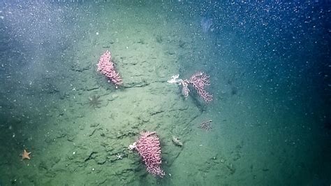 Exploring The Deep Sea Corals Of The Olympic Coast National Marine