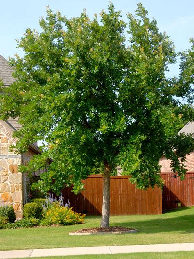 Best Shade Trees For Texas Neil Sperrys Gardens