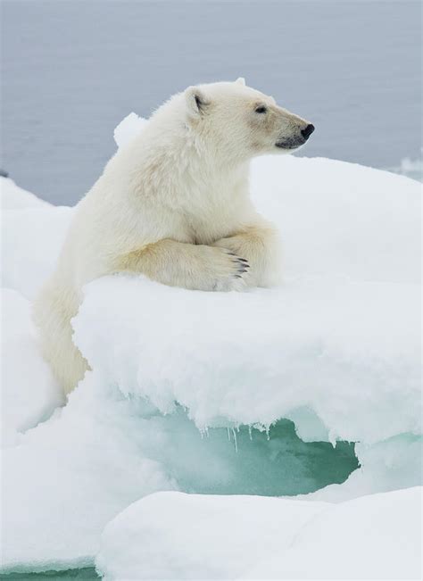 Polar Bear On Ice Pack High Arctic Photograph By Darrell Gulin Pixels