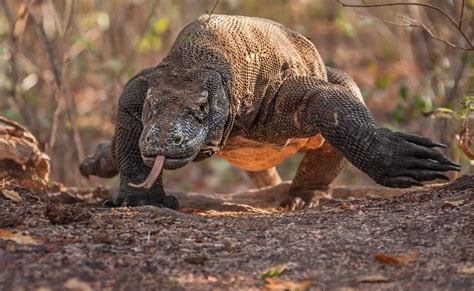 Komodo Dragons The Largest Living Lizard On Earth Documentarytube