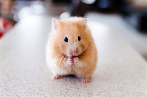 Hamster Standing Up Image Free Stock Photo Public Domain Photo