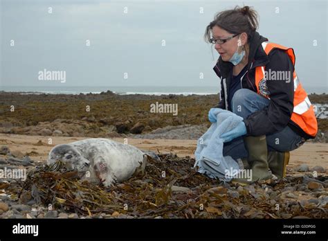 Michelle Clement A British Divers Marine Life Rescue Animal Medic