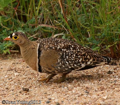 South African Photographs Double Banded Sandgrouse