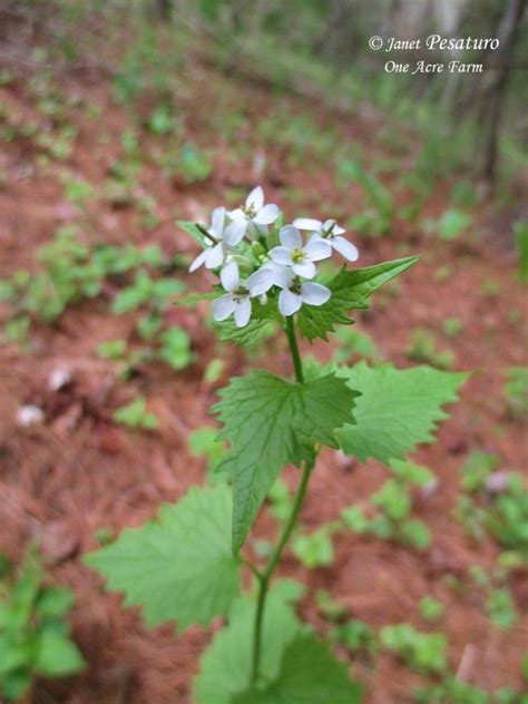 Foraging Garlic Mustard An Edible Invasive Plant Invasive Plants