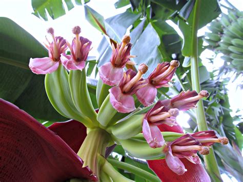 Flor Del Platano Musa × Paradisiaca Banana Flower Mu Flickr
