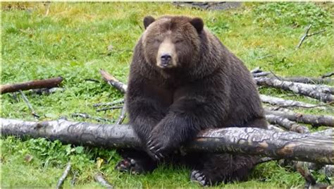 Got Bears Defenders Of Wildlifes Coexistence Program Will Reimburse
