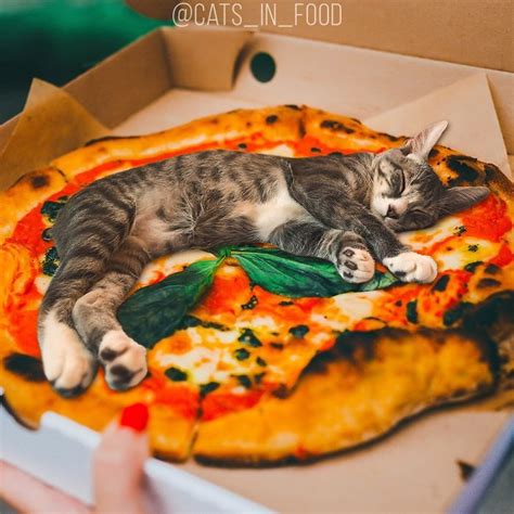 20 Imágenes De Graciosos Gatos Revolcandose En Tu Comida