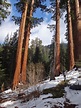 South Fork (of the Kaweah River) Trail, Garfield Sequoia Grove, and A ...