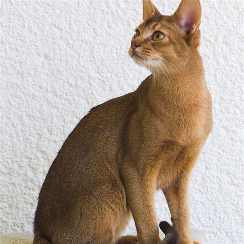 Don't miss what's happening in your neighborhood. Abyssinian Kittens for Sale & Cats for Adoption ...