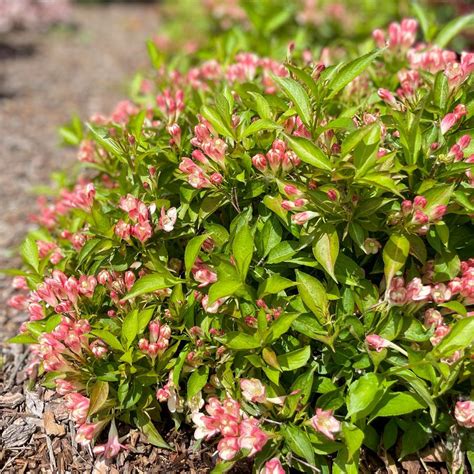 Weigela Peach Kisses™ Park Seed