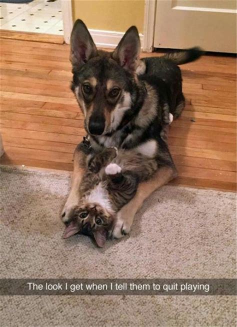 Pin By Lora Lanning On Cats And Dogs Together Cute Animals Funny
