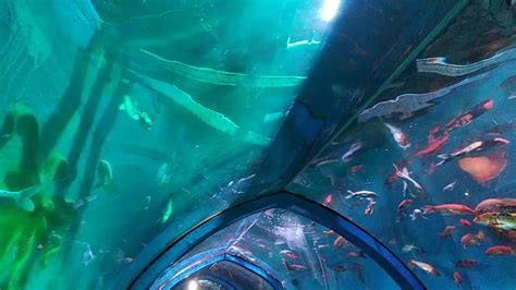 Underwater Aquarium1 Youtube