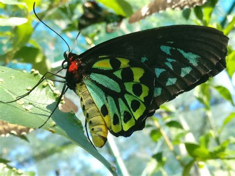 Bribie Island Butterfly House 208 First Ave Bongaree Qld 4507 Australia
