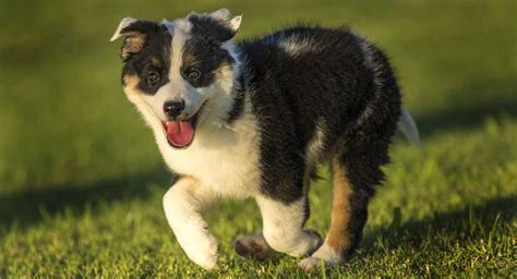 The blue merle australian shepherd is the mother. Australian Shepherd Australian Cattle Dog Border Collie ...